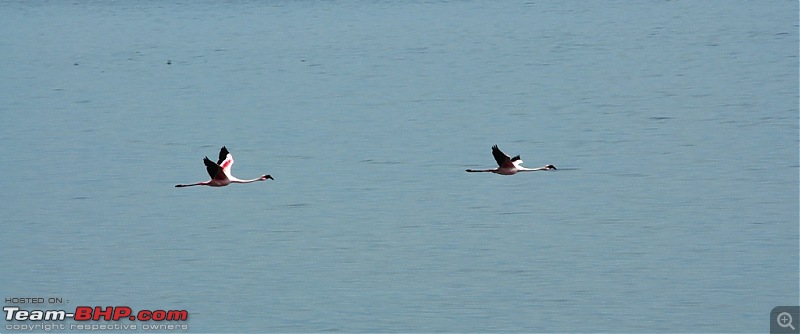 Flamingo watching at Sewri-Mumbai-dsc_0362.jpg