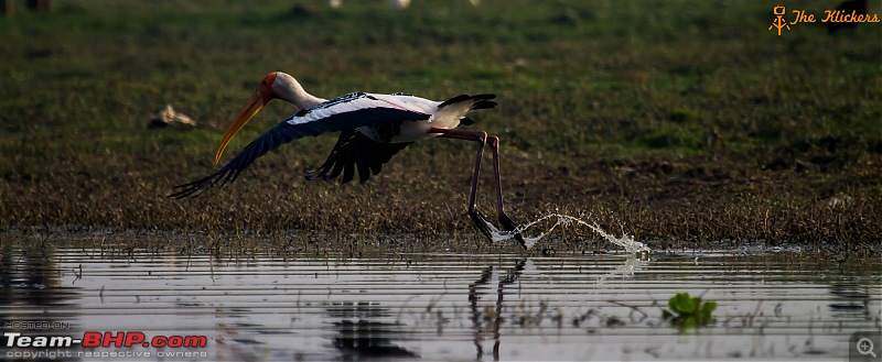 Birding at its best. EDIT: December 2015 updates!-stork-1.jpg