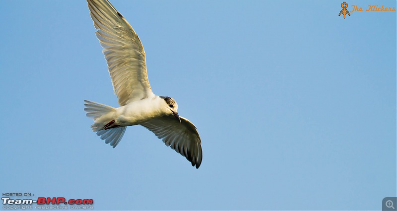 Birding at its best. EDIT: December 2015 updates!-whiskered-gull.jpg