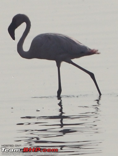 PICS: Flamingoes start flying into Sewri, Mumbai-img_4090.jpg