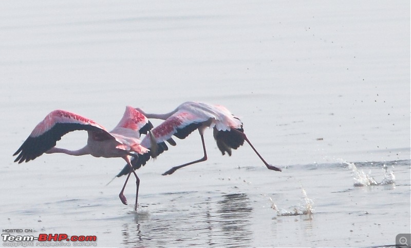 PICS: Flamingoes start flying into Sewri, Mumbai-img_4104.jpg