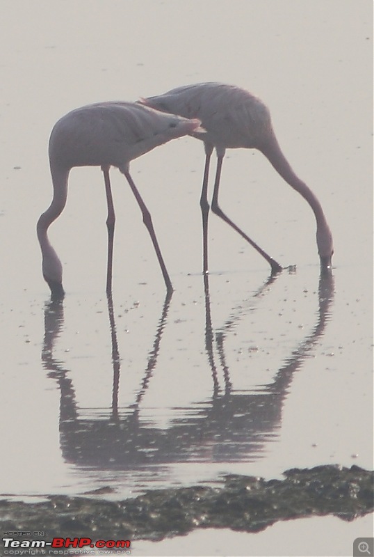 PICS: Flamingoes start flying into Sewri, Mumbai-img_4079_cropa.jpg