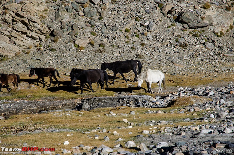 18 Passes, 15 lakes and 2 breakdowns : Ladakh and Lahaul call again-dsc_dsc_6654_lrxl.jpg