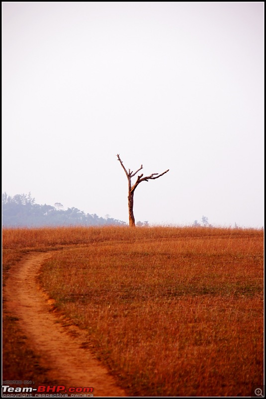 Sakleshpur - To reach for the skies-dsc05834.jpg