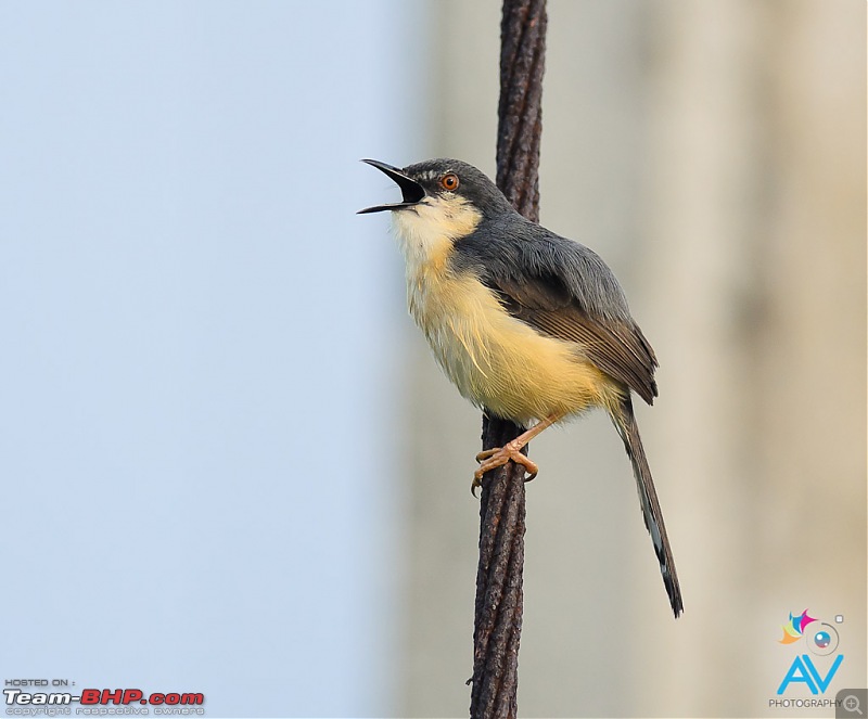 My Birding experiences around Chennai-ashy-prinia2.jpg