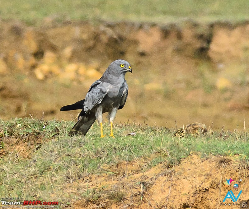 My Birding experiences around Chennai-mh2.jpg