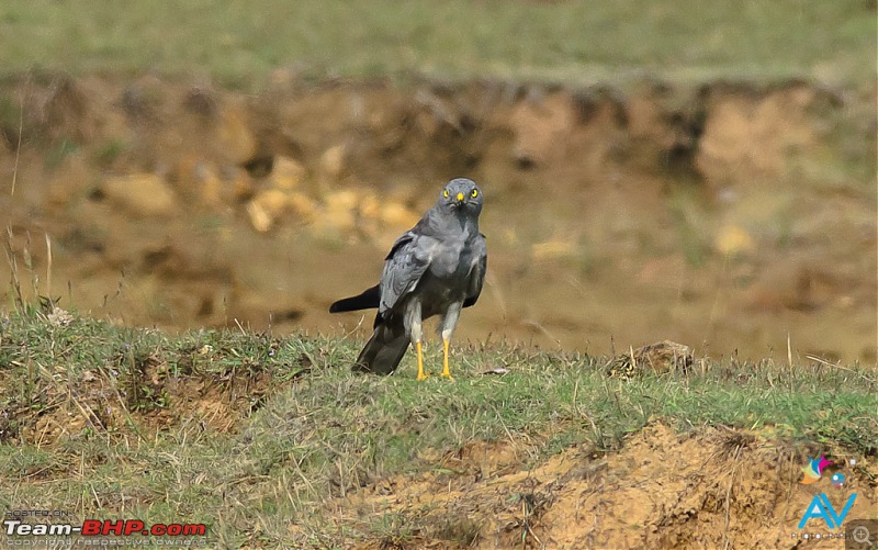 My Birding experiences around Chennai-mh.jpg