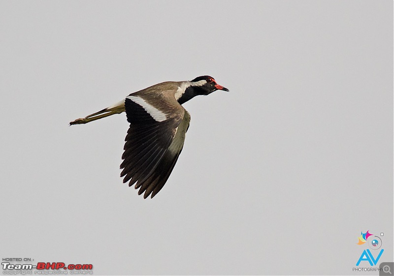 My Birding experiences around Chennai-rwl-flight.jpg