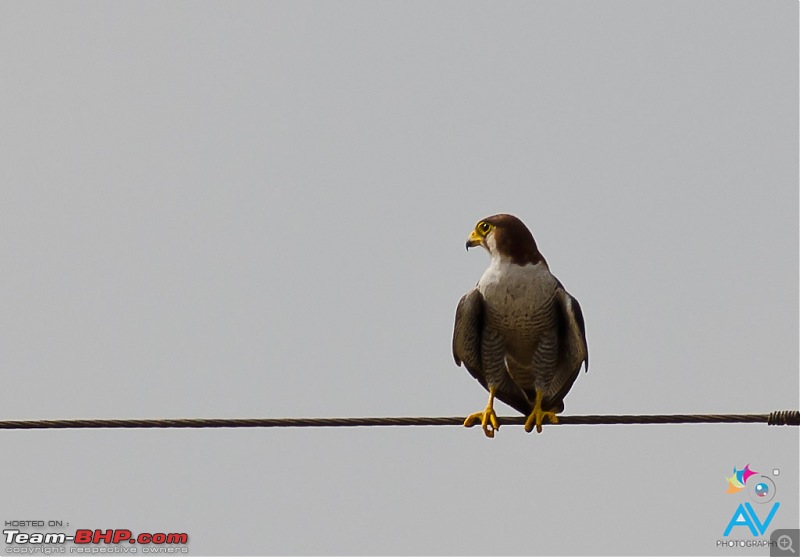 My Birding experiences around Chennai-rnf.jpg