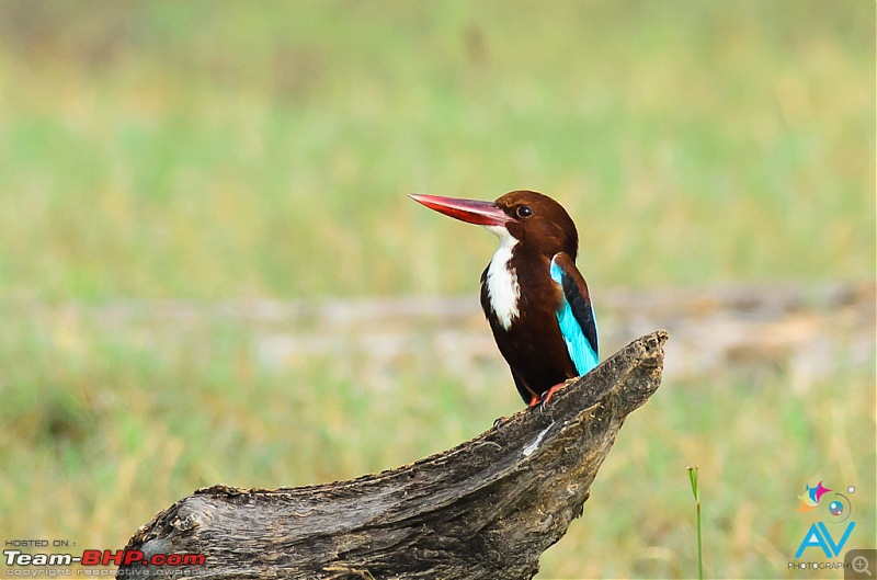 My Birding experiences around Chennai-wtkf1.jpg