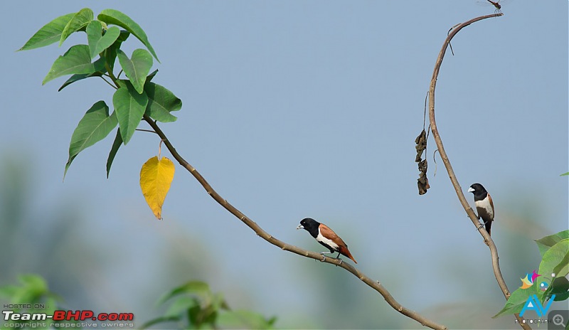 My Birding experiences around Chennai-tri-color-land.jpg