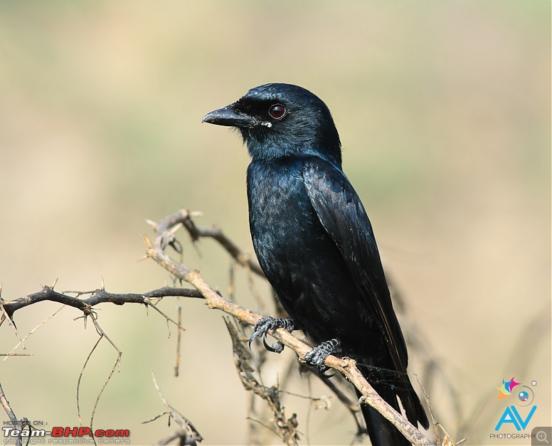 My Birding experiences around Chennai-bdp.jpg