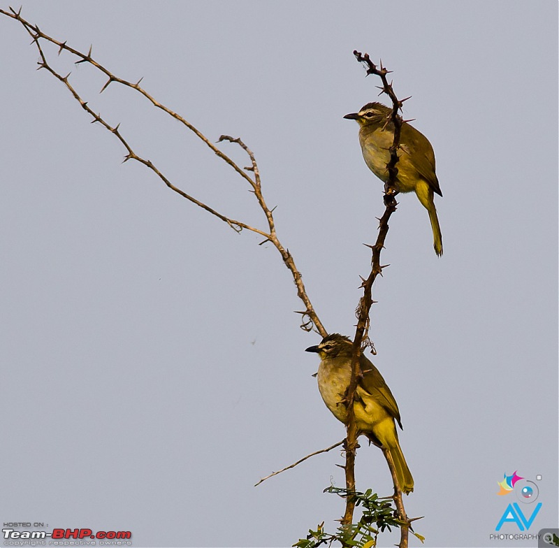 My Birding experiences around Chennai-webulbul.jpg