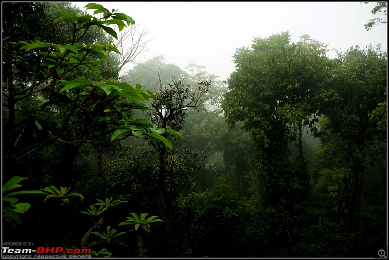 Sakleshpur - To reach for the skies-dsc05999.jpg