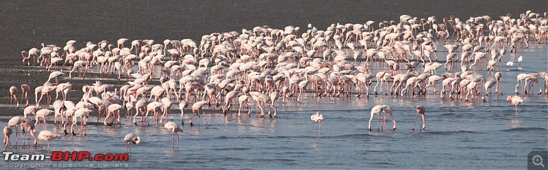 PICS: Flamingoes start flying into Sewri, Mumbai-img_4499.jpg