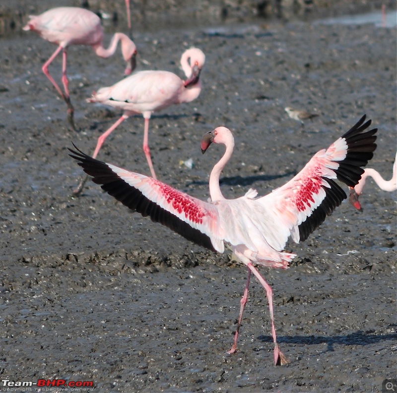PICS: Flamingoes start flying into Sewri, Mumbai-img_4375.jpg