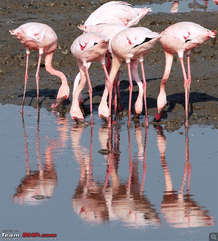 PICS: Flamingoes start flying into Sewri, Mumbai-img_4386.jpg