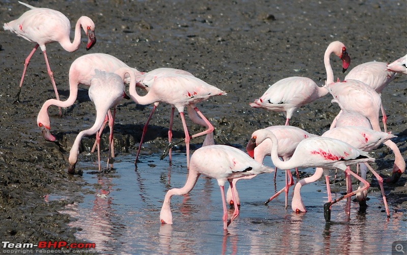 PICS: Flamingoes start flying into Sewri, Mumbai-img_4339_crop1.jpg