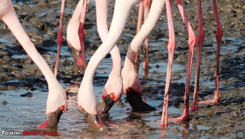 PICS: Flamingoes start flying into Sewri, Mumbai-img_4439.jpg