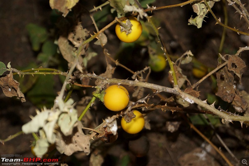 Hawk-On-Fours (H-4) Roadtrip: Kumbhalgarh & Ranakpur-sunset-12.jpg