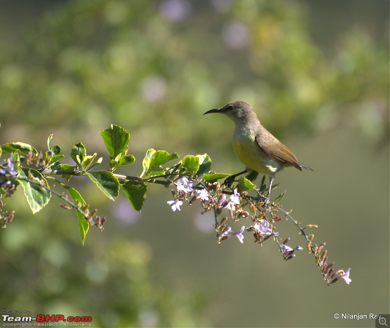 Exploring the Great Indian Outdoors-dsc_1525.jpg