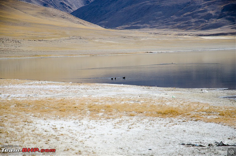 18 Passes, 15 lakes and 2 breakdowns : Ladakh and Lahaul call again-dsc_dsc_6753_lrxl.jpg