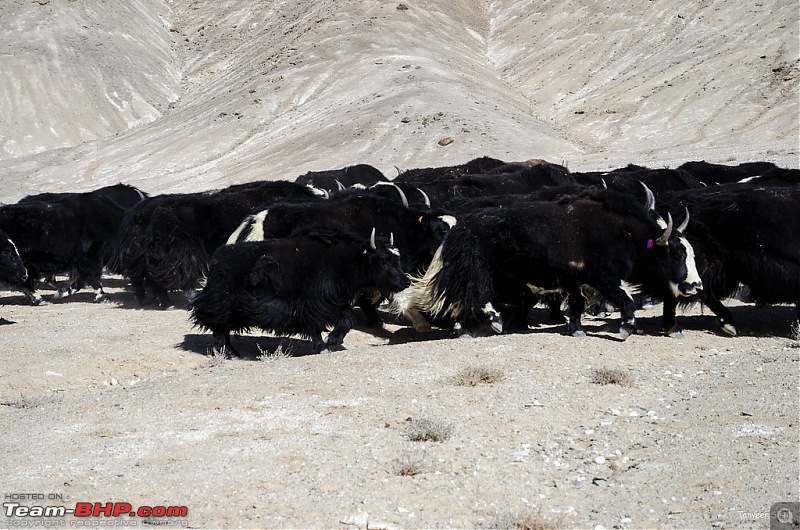 18 Passes, 15 lakes and 2 breakdowns : Ladakh and Lahaul call again-dsc_dsc_6763_lrxl.jpg