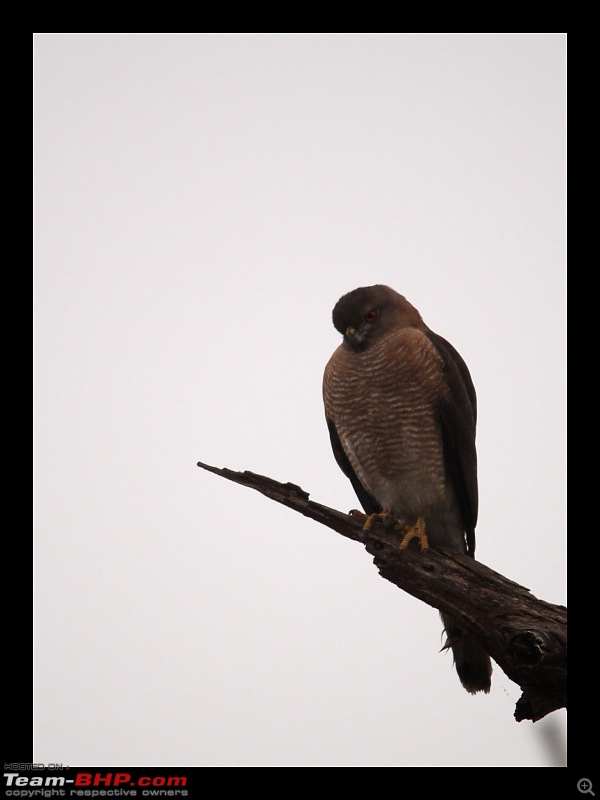 Keoladeo National Park - Bharatpur-0014.jpg