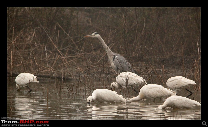 Keoladeo National Park - Bharatpur-0017.jpg