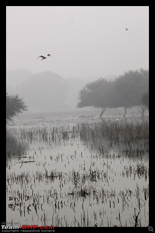 Keoladeo National Park - Bharatpur-0026.jpg