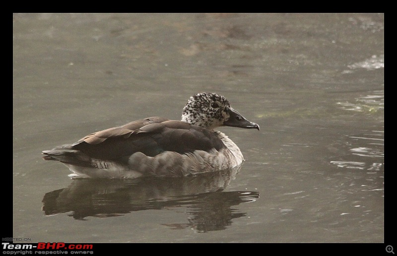 Keoladeo National Park - Bharatpur-0051.jpg