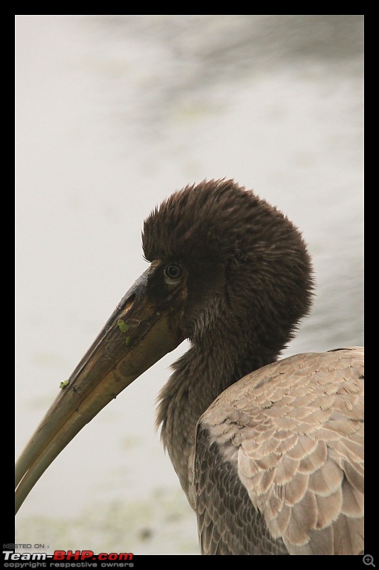 Keoladeo National Park - Bharatpur-0061.jpg