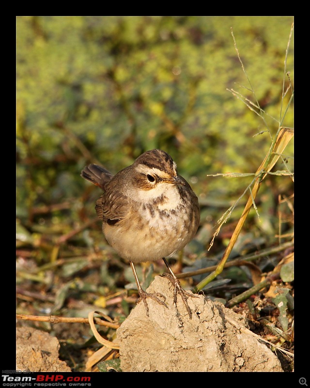 Keoladeo National Park - Bharatpur-0085.jpg