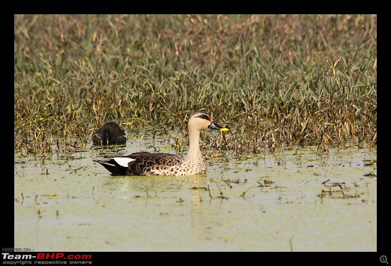 Keoladeo National Park - Bharatpur-0088.jpg