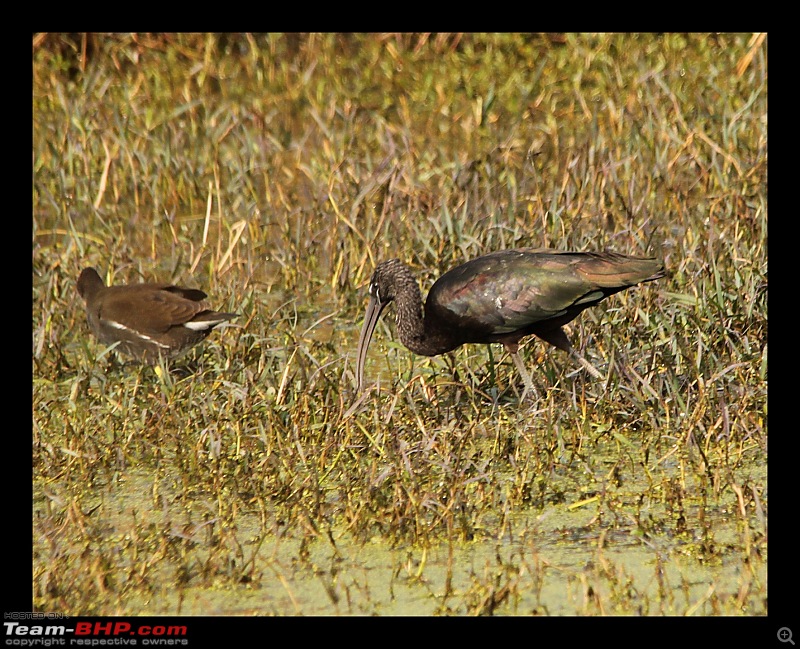 Keoladeo National Park - Bharatpur-0089.jpg