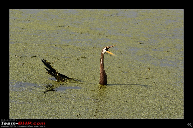 Keoladeo National Park - Bharatpur-0097.jpg