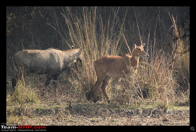 Keoladeo National Park - Bharatpur-0093.jpg