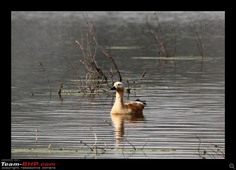 Keoladeo National Park - Bharatpur-0102.jpg