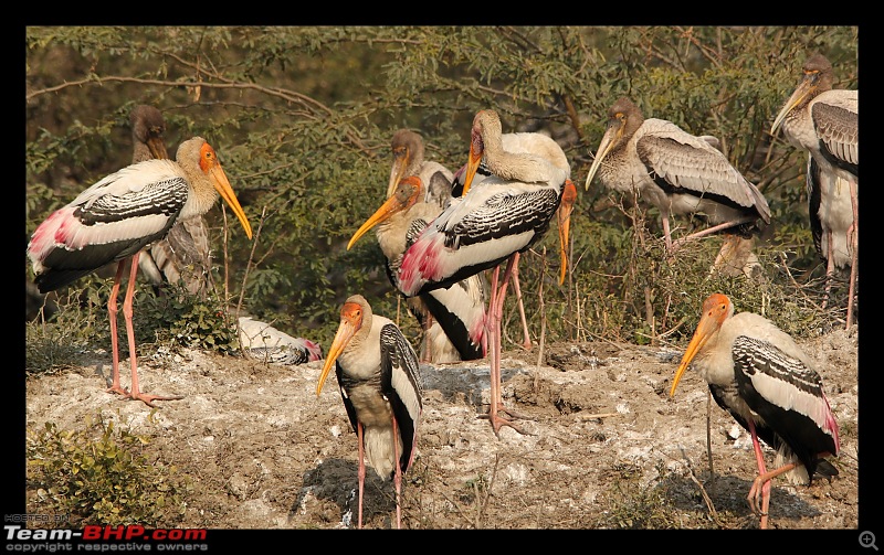 Keoladeo National Park - Bharatpur-0106.jpg