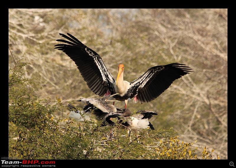 Keoladeo National Park - Bharatpur-0111.jpg