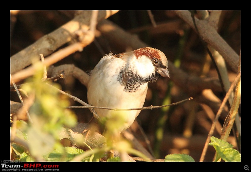 Keoladeo National Park - Bharatpur-0116.jpg