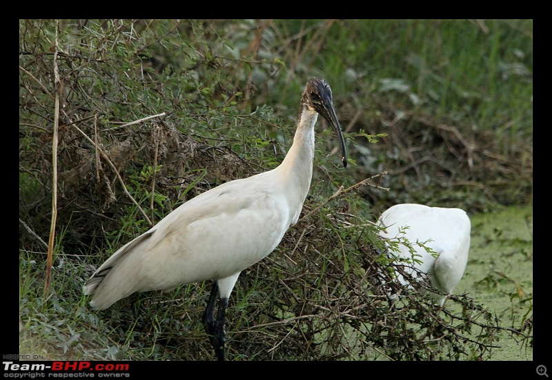 Keoladeo National Park - Bharatpur-0120.jpg