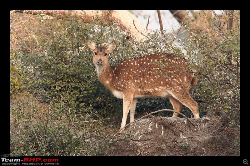 Keoladeo National Park - Bharatpur-0125.jpg