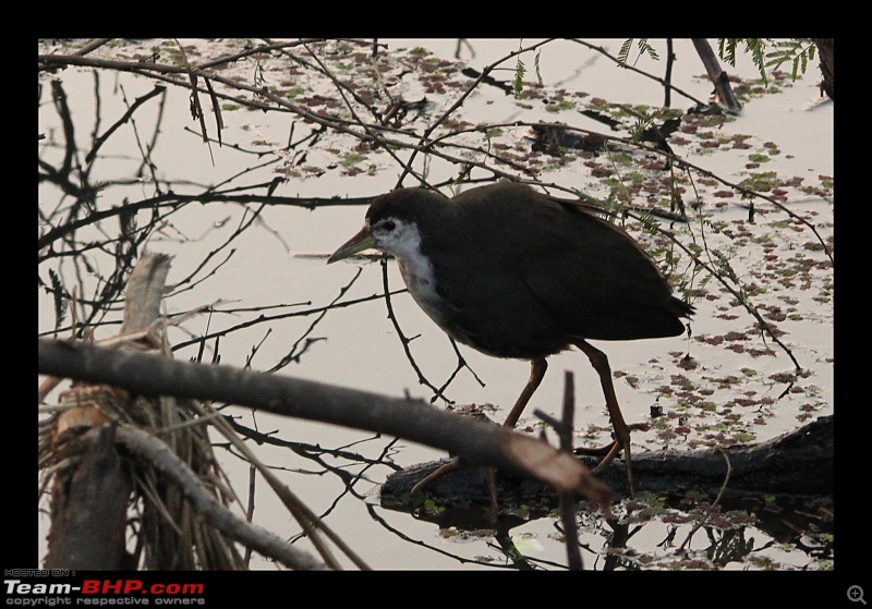 Keoladeo National Park - Bharatpur-0129.jpg