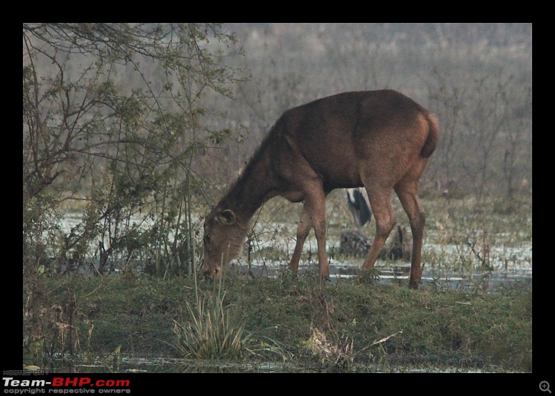 Keoladeo National Park - Bharatpur-0130.jpg