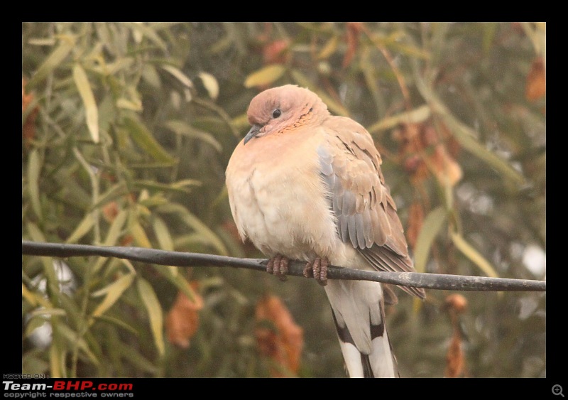 Keoladeo National Park - Bharatpur-0132.jpg