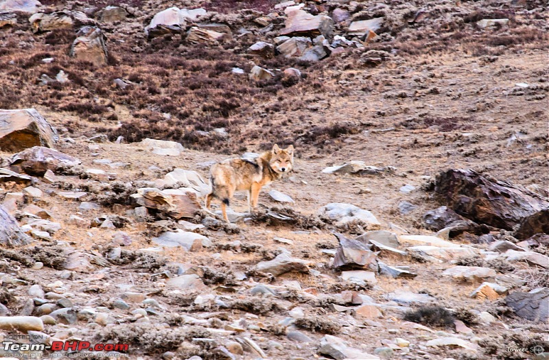 18 Passes, 15 lakes and 2 breakdowns : Ladakh and Lahaul call again-dsc_dsc_6970_lrxl.jpg