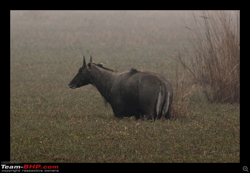 Keoladeo National Park - Bharatpur-0148.jpg