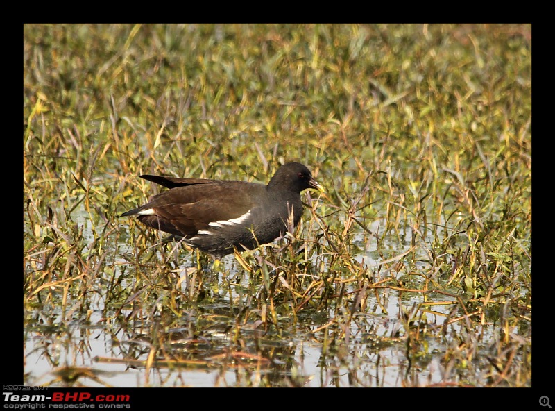 Keoladeo National Park - Bharatpur-0155.jpg