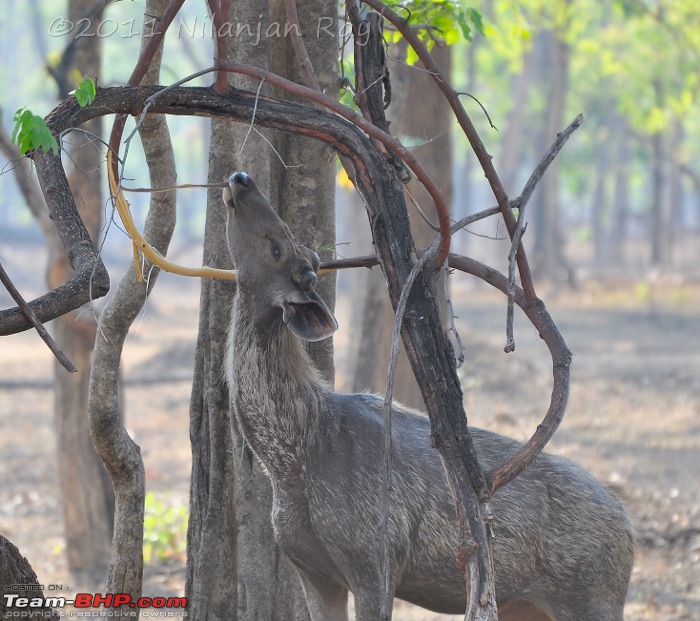 Call of the Wild: A 3500 km roadtrip to Pench, Bandhavgarh and Kanha in a Fortuner-dsc_5566.jpg